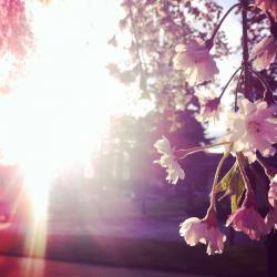 Profile: thelotusblooms