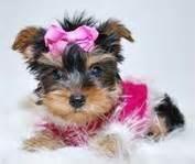 User Profile: YorkieDorkie