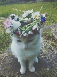User Profile: SoftGlowV