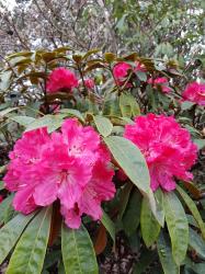 User Profile: RoseRoseRose3