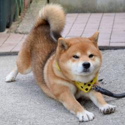 Profile: Sunnyboyo
