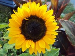 User Profile: awareflower