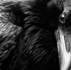 User Profile: Corvidally