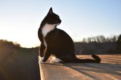User Profile: Nessy18