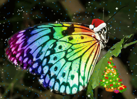 User Profile: ButterflyOfRainbows