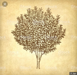 User Profile: LaurelCrown
