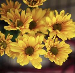 User Profile: MangoSunflower7