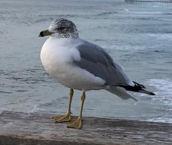 User Profile: MichaelTries2Listen