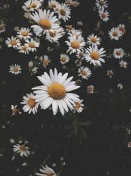 User Profile: daydreamingdaisy