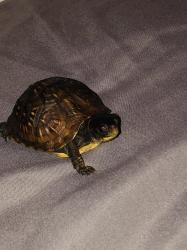 User Profile: Supportiveturtle51