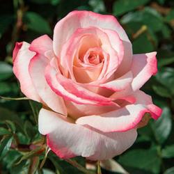User Profile: LovelyRose77