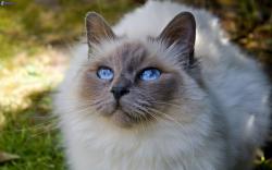 User Profile: catlover214