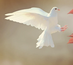 User Profile: YonaOfPeace