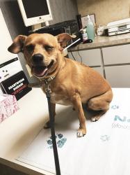 User Profile: LivinglifewithPennytheWeenieDog