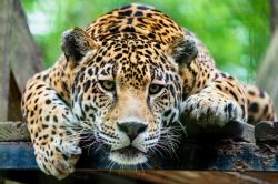 User Profile: RicochetJaguar