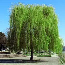 Profile: wonderingwillow05