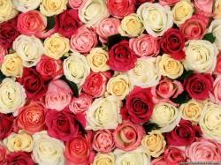 User Profile: JoyfulRose37
