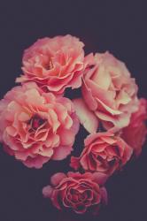 User Profile: Witheredbeauty
