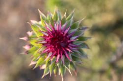 User Profile: SingingButterfly22