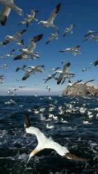 User Profile: Albatrosinthesky