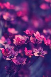 User Profile: meloncherry