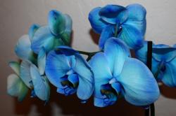 User Profile: blueorchid13