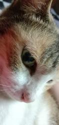 User Profile: CatMask22