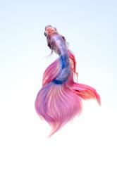 User Profile: theSereneFish