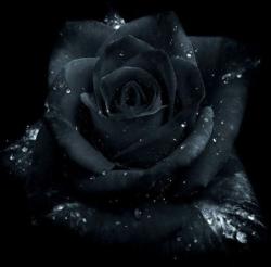 User Profile: BlackRose2060
