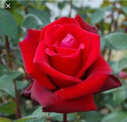 User Profile: carefreeRose25
