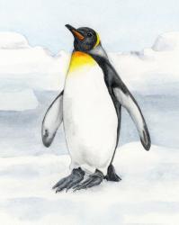 User Profile: Marchofthepenguin