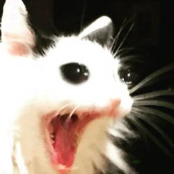 User Profile: PretzelsAreGreat