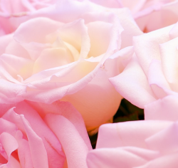 User Profile: leahlotslove