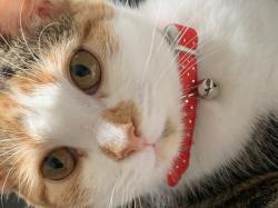 User Profile: Yawniezz