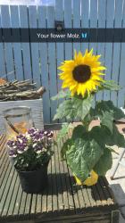 Profile: sunflower10004