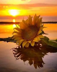 User Profile: SunflowerEli