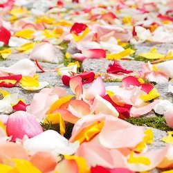 User Profile: StellarSkies