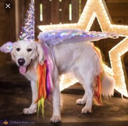 User Profile: goldenpup201