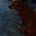 User Profile: LoveMyPets