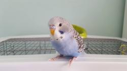 Profile: PlushPetTony11