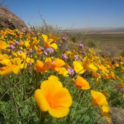 User Profile: Floret