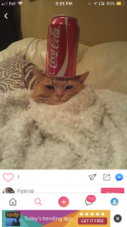User Profile: roundcat333