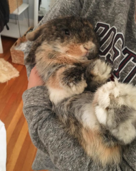 User Profile: StrawberryBunny0325