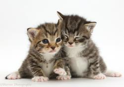 User Profile: KindKitten5713