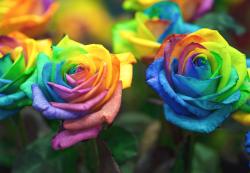 User Profile: Rainbowdreams22
