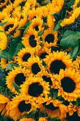 User Profile: Sunflower6767