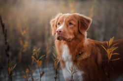 User Profile: PrimroseWoods