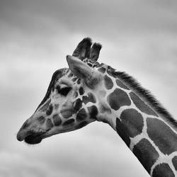 User Profile: itsaGiraffe