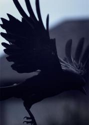 User Profile: Emording22