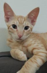 User Profile: dreamCat9335